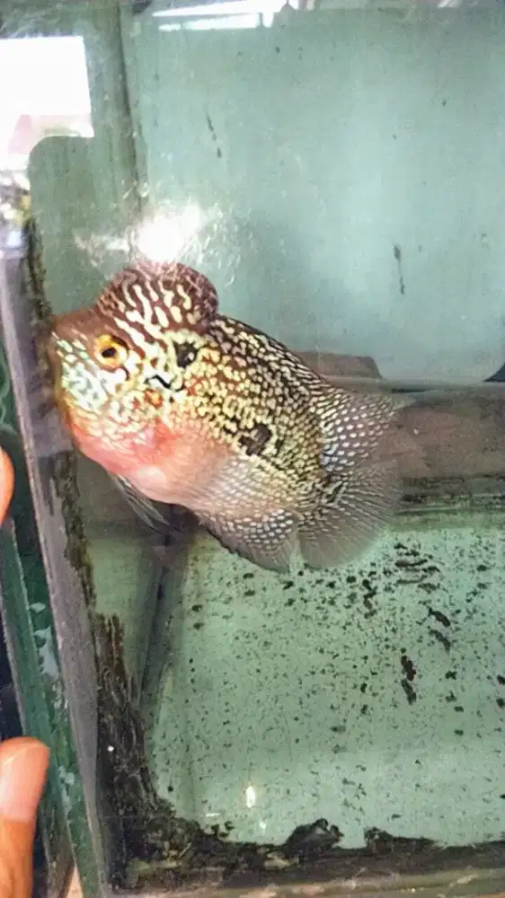 Louhan f3 mata putih