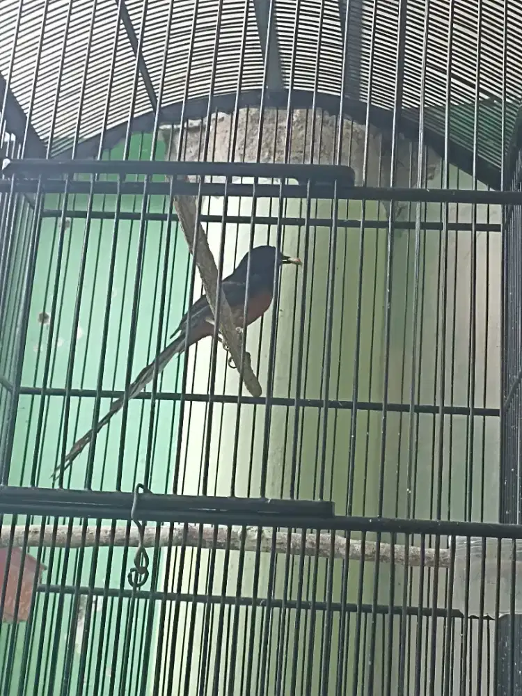 Burung Murai Medan