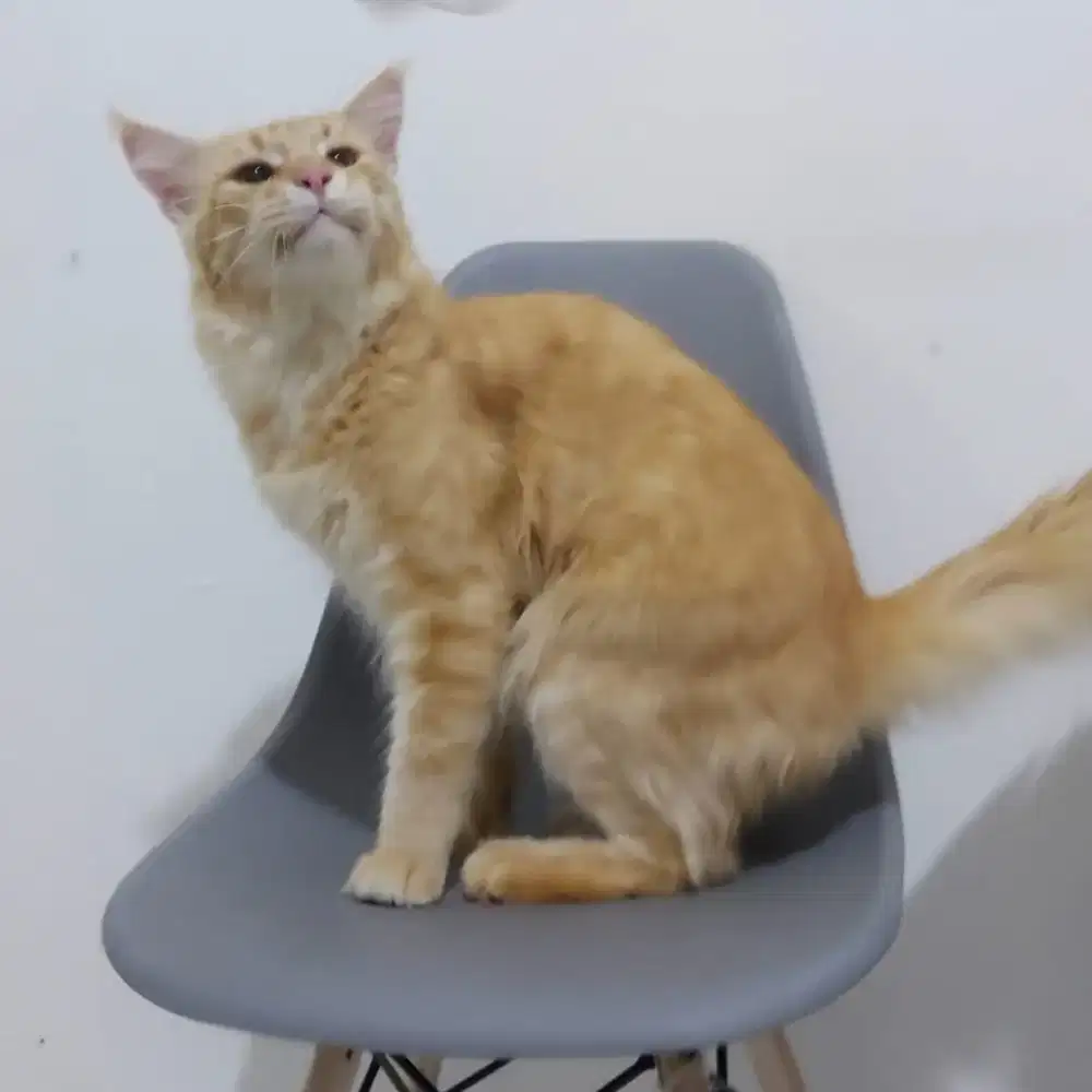 Jasa pacak kucing mainecoon jantan pure
