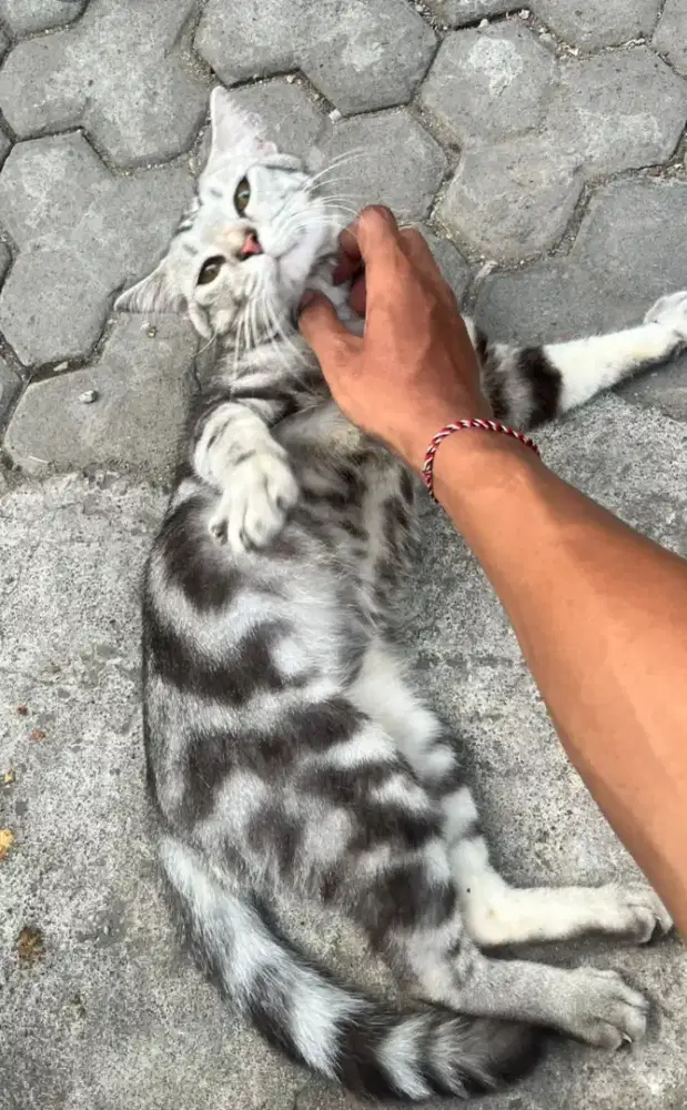 Kucing mix breed American Shorthair jantan