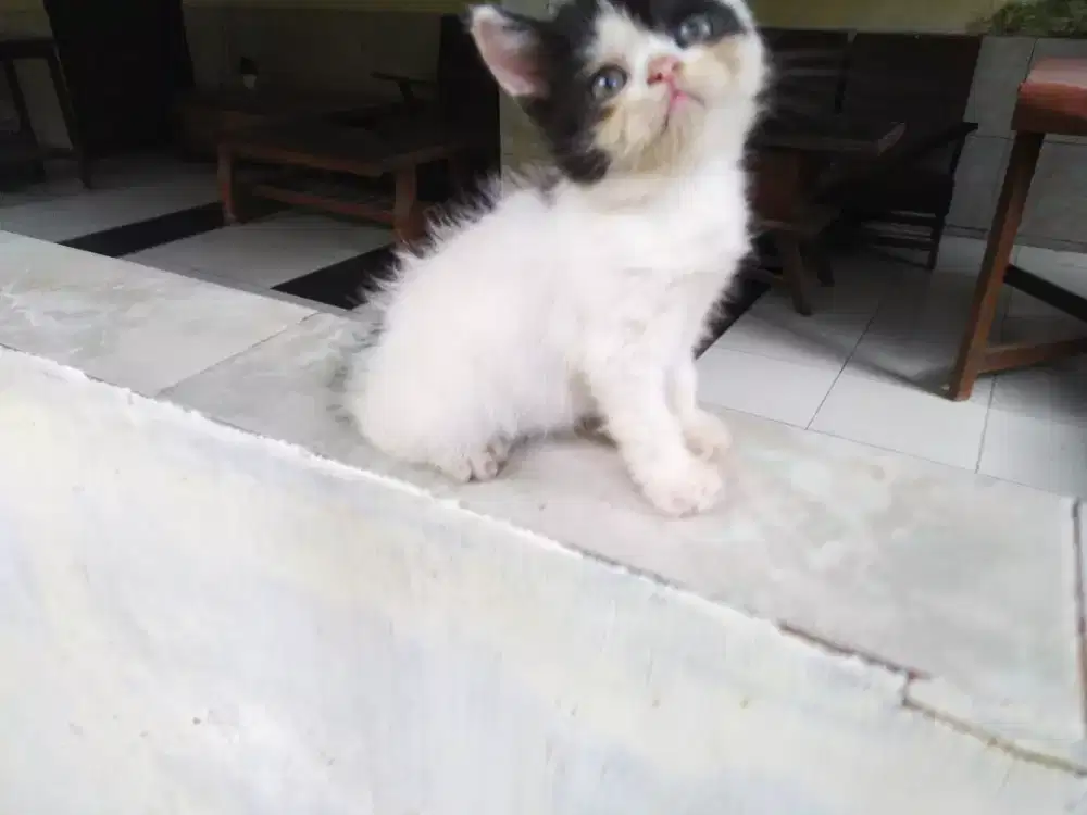 Kucing kitten jantan