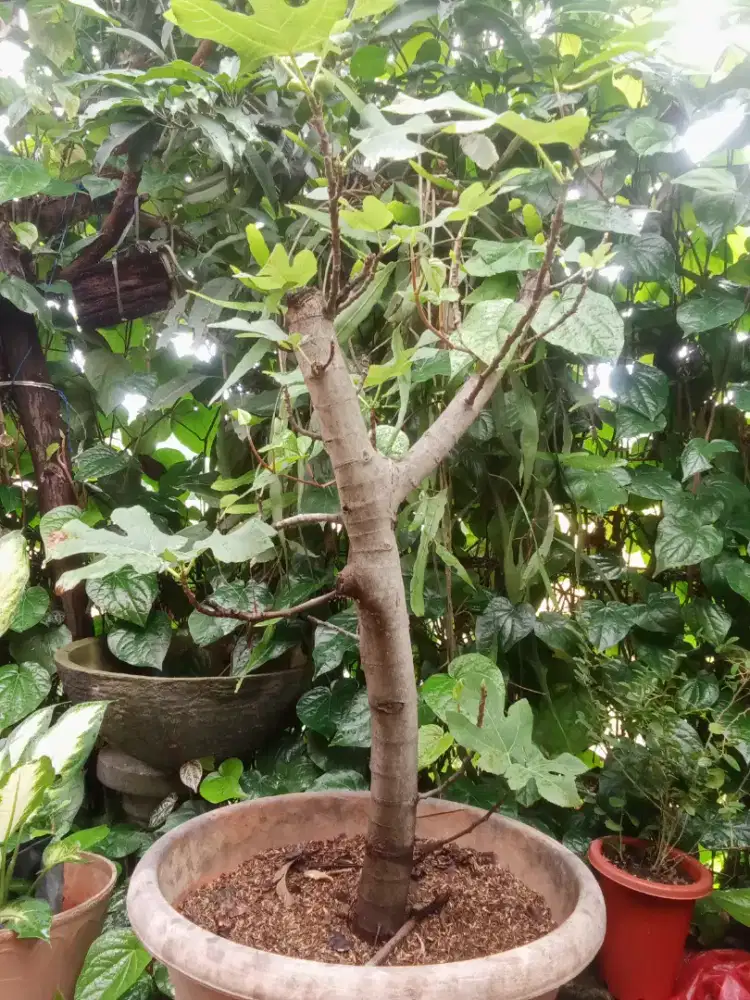 BUAH TIN JENIS IRAQI UNGU HITAM DAN YELLOW