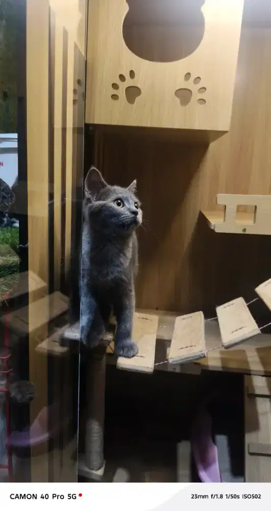 British Shorthair jantan 3bln up