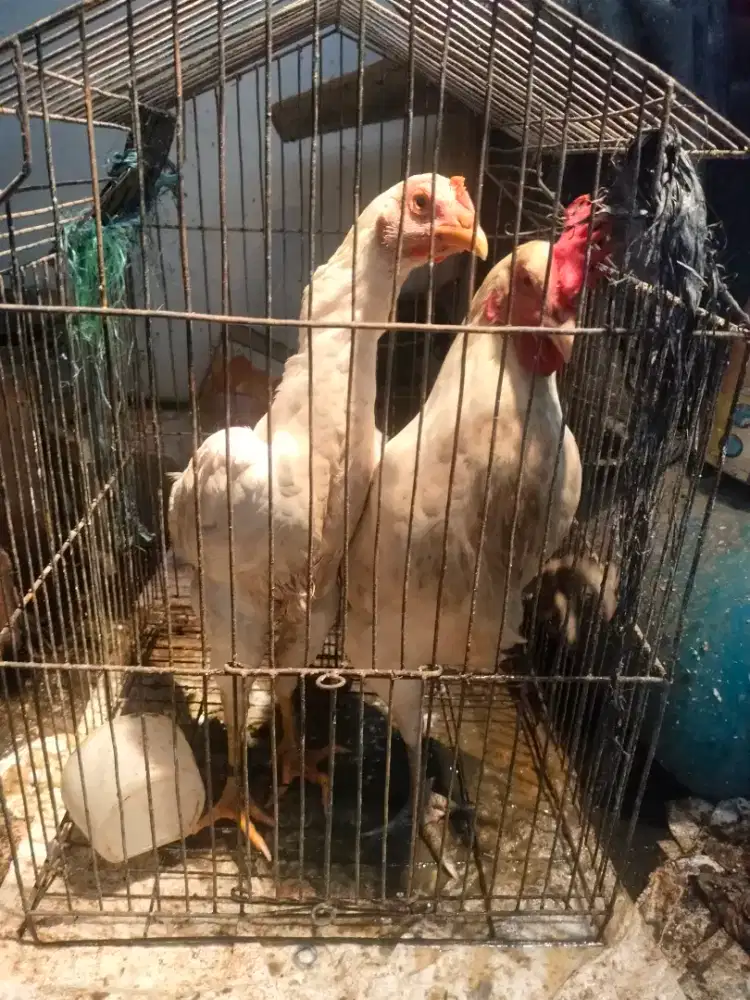 Jual Ayam kampung