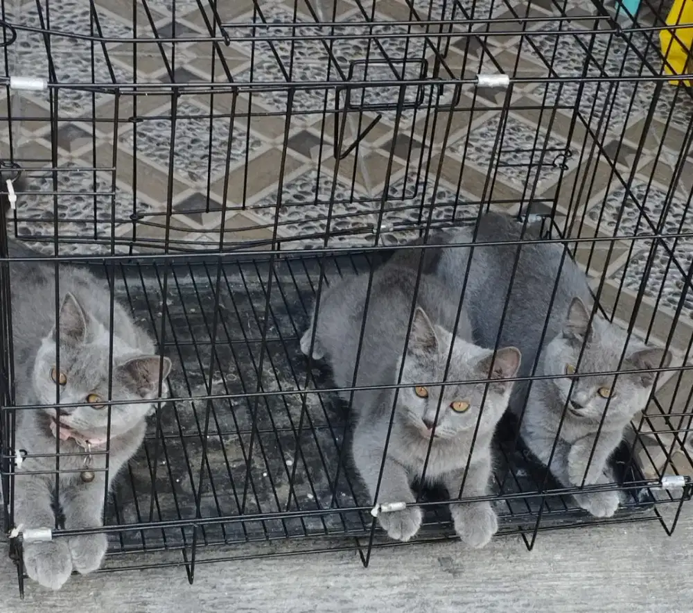 British shorthair Kitten Betina 3 bulanan Non PED