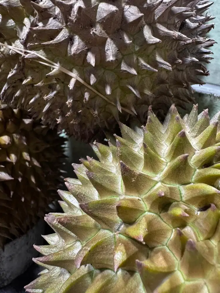 Dicari ART Menginap (Majikan langsung)