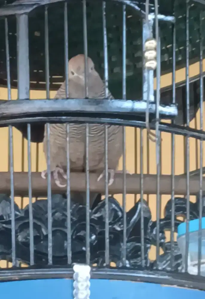 Burung perkutut cemani