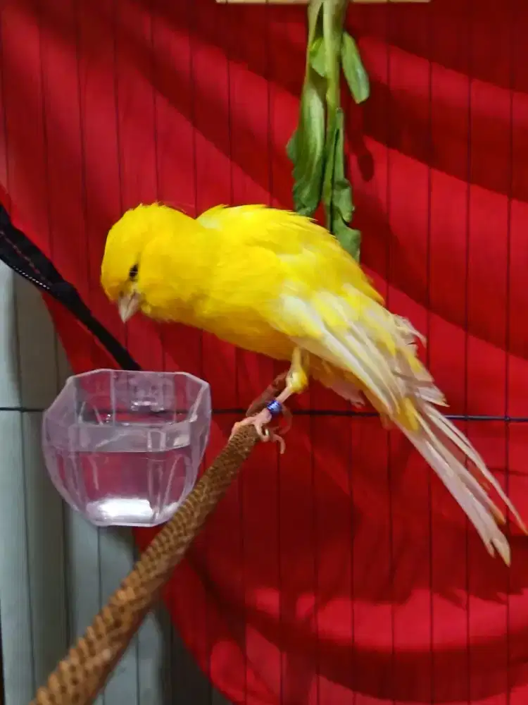 Kenari rasmi ring23 murah