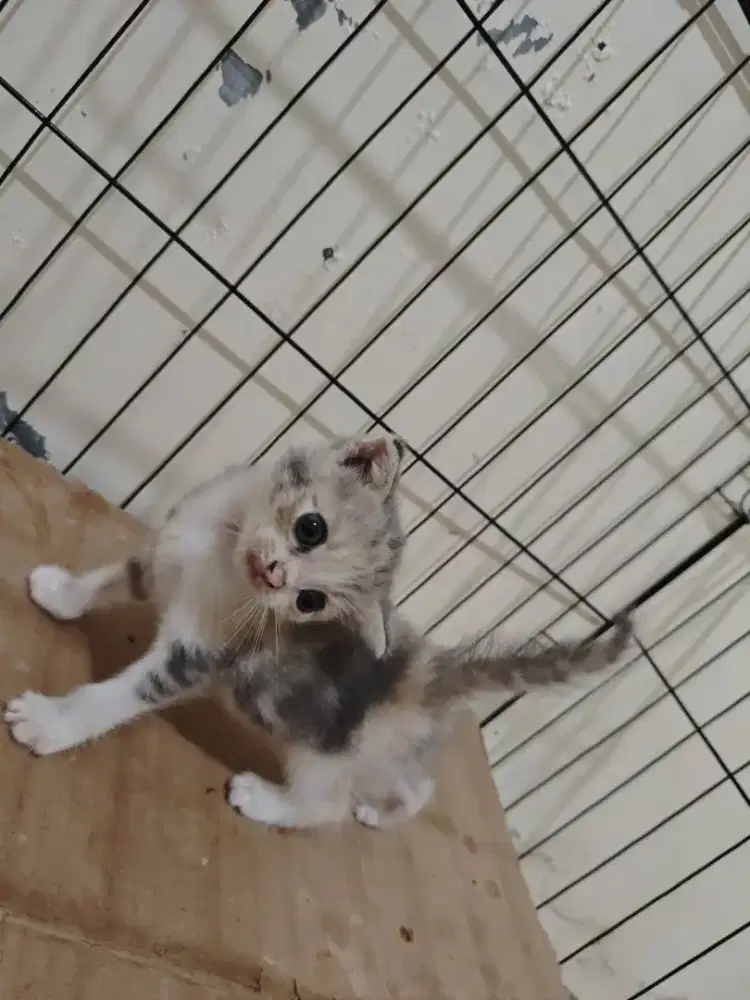 Scottish fold betina 2,5bln