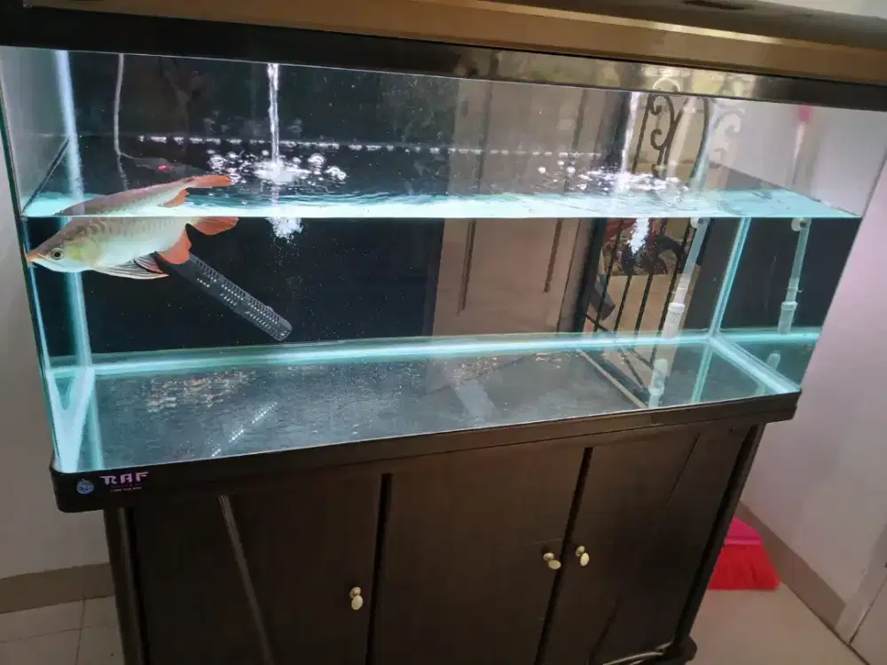Arwana Super Red dan Aquarium nya