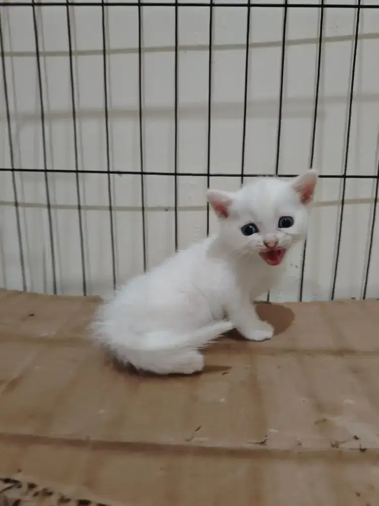 Scottish stright jangan 2,5bln