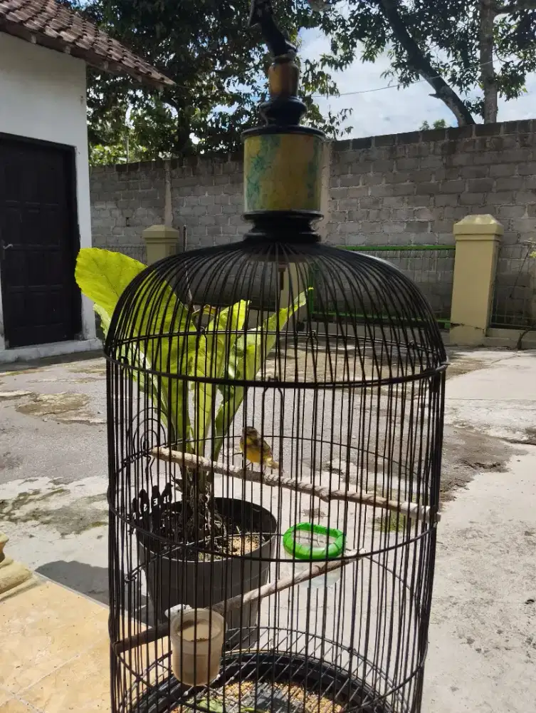 Dijual burung mozambik