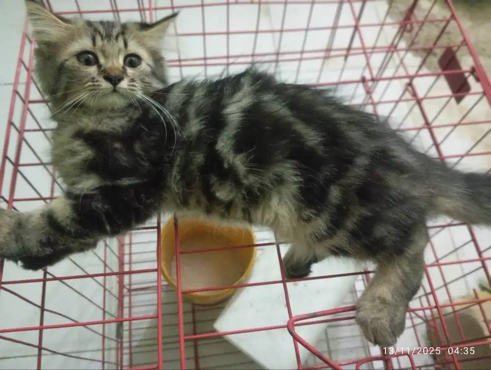 Kucing Kitten Persia Motif Batik (marble) Jogja