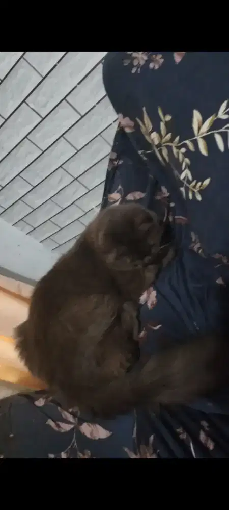 Persia Long hair warna Cokelat