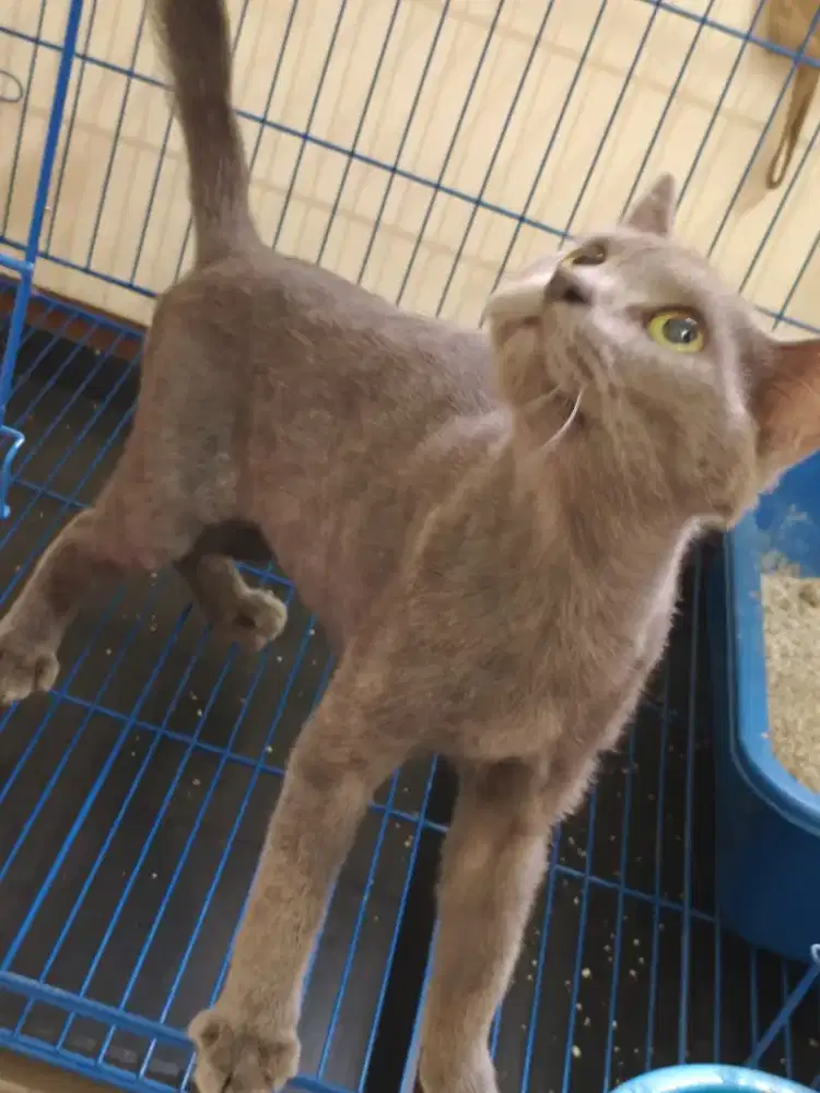 British blue rusian betina 1,5thn