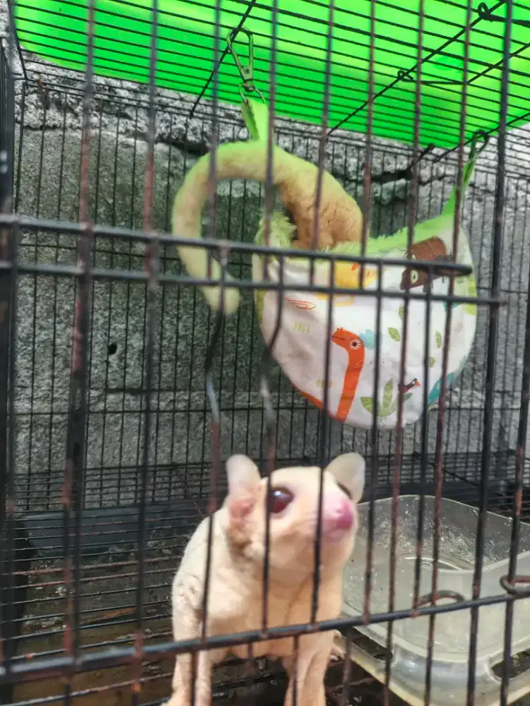 Sugar glider Cremino sepasang proven