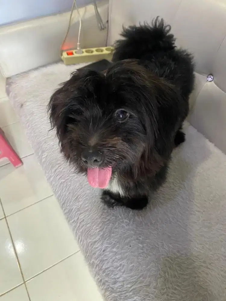 Dijual Jual Anjing Dog Poodle Pudel