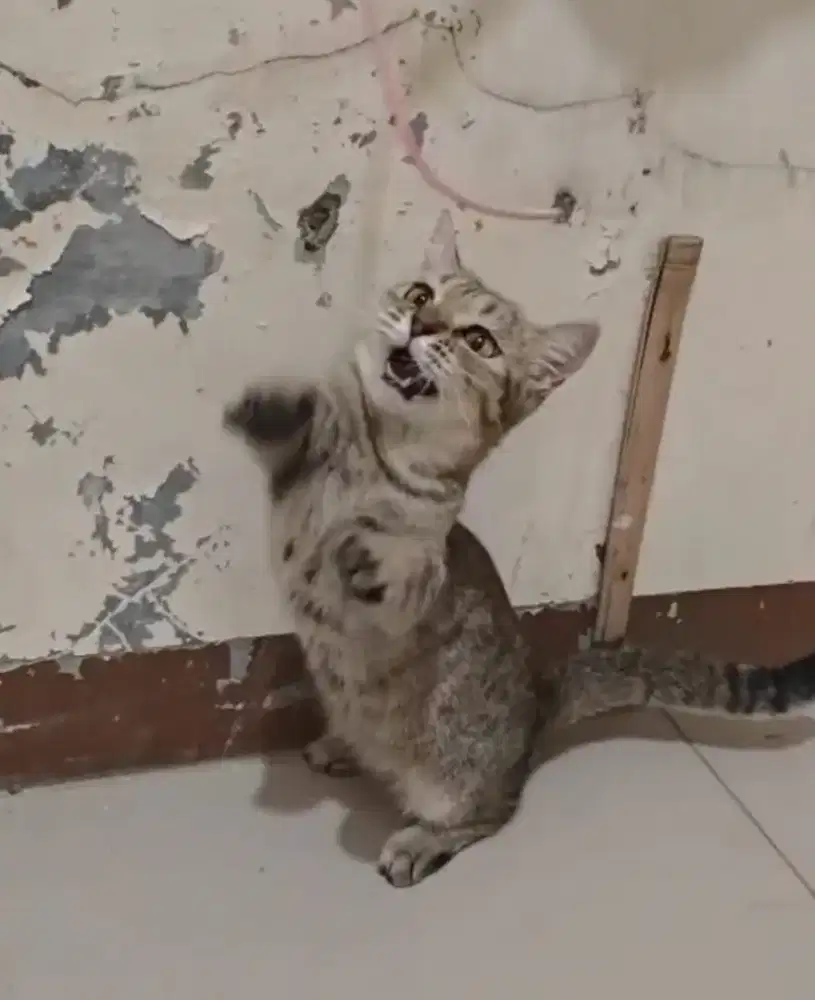 British x munchkin betina 1,5tahun