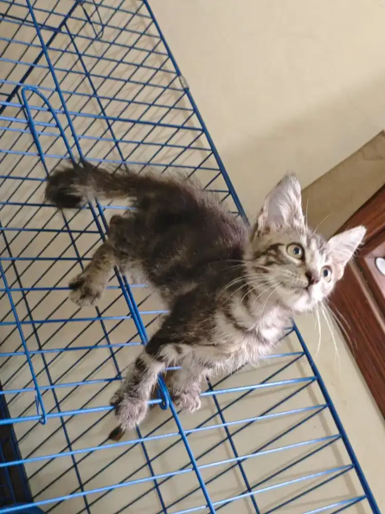 Mainecoon betina 3,5bln