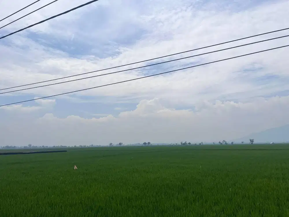 DIJUAL CEPAT SAWAH SAPAN