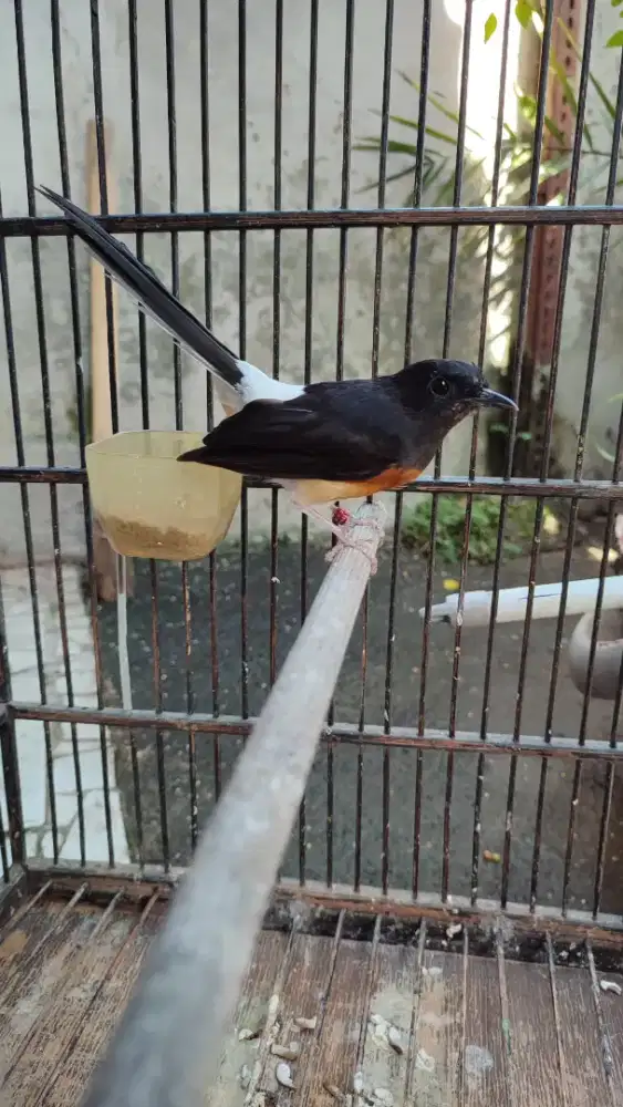 Murai Batu Betina Siap Produksi