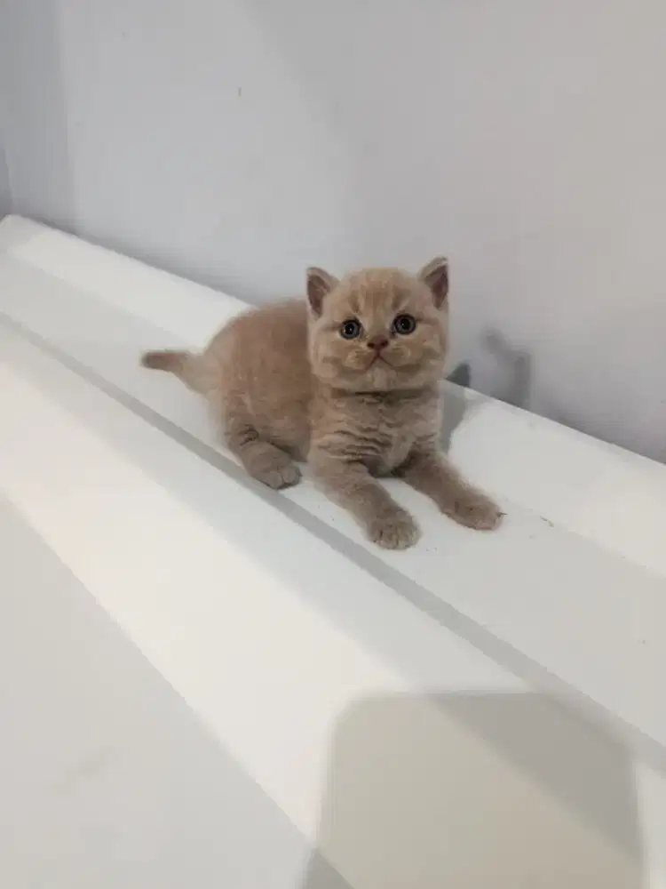 Kitten bsh jantan