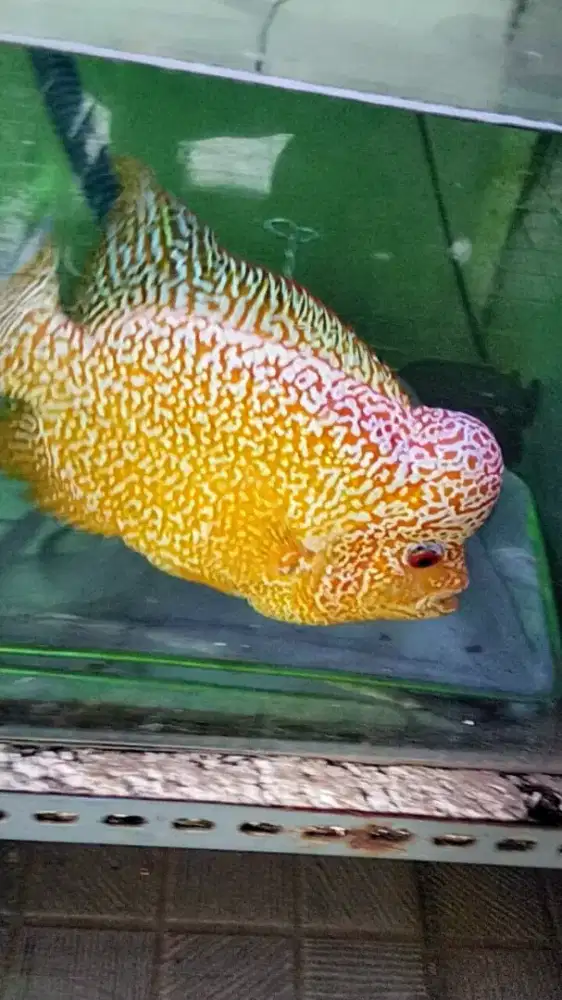 Louhan golden base sizes besar