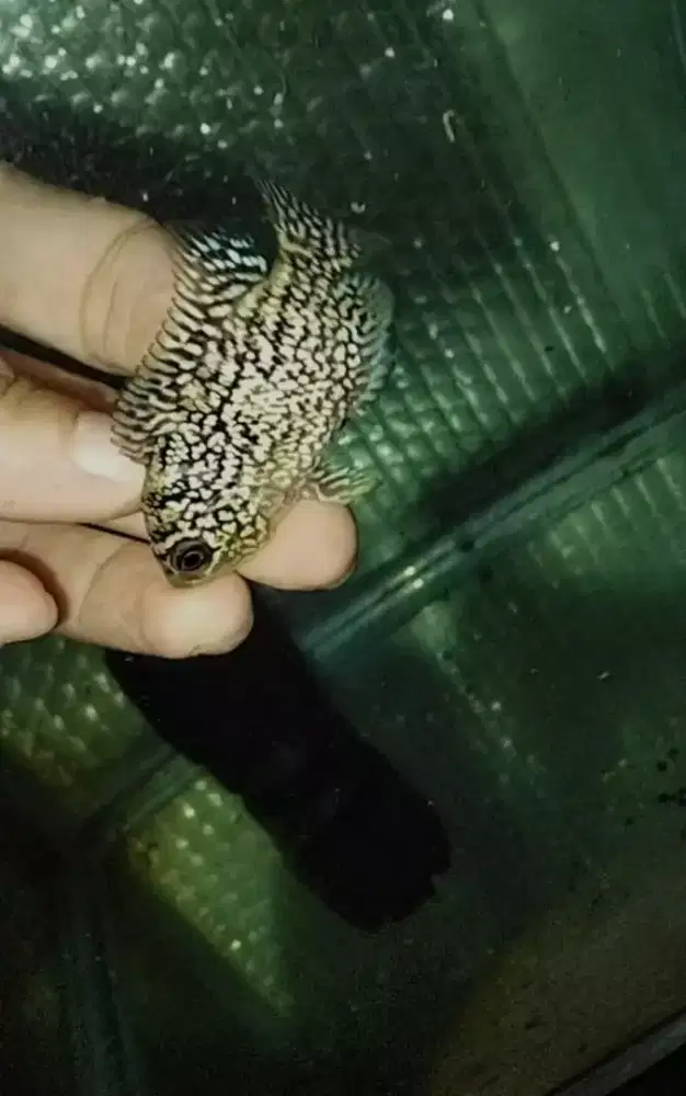 Louhan kamis f2 thailand