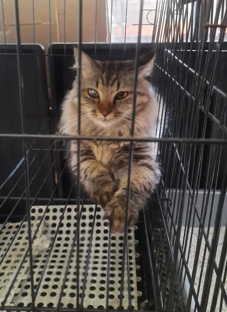 Keturunan Persia Maincoon