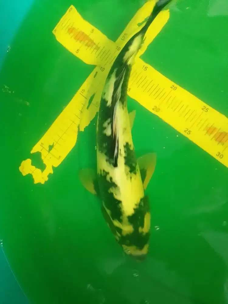 Ikan koi jenis Shiro 36cm pola bagus