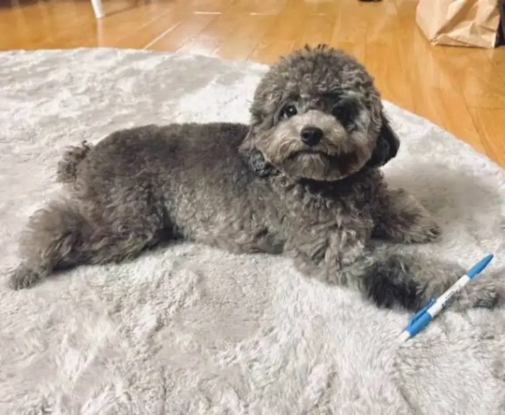 tiny toy silver poodle jantan & betina usia 1 tahun