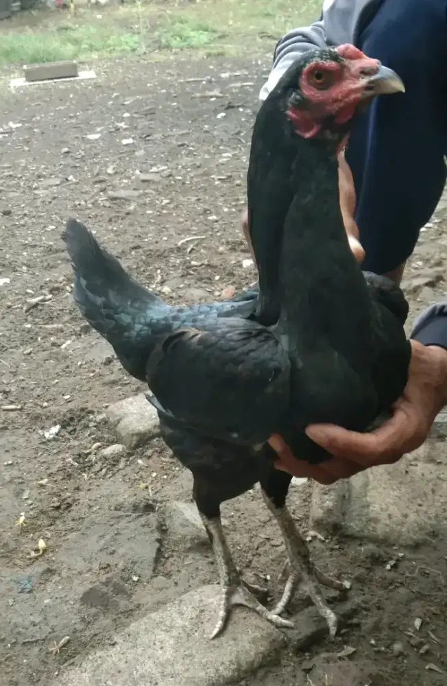 Ayam biang birma telur ijo