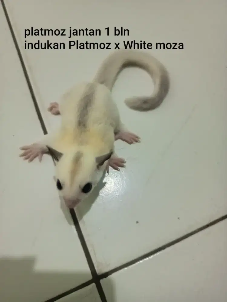 Sugar glider platinum mosaik