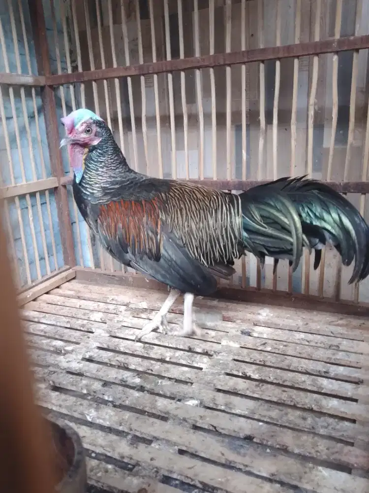 Ayam Hutan Hijau Ori JINAK dari Madura