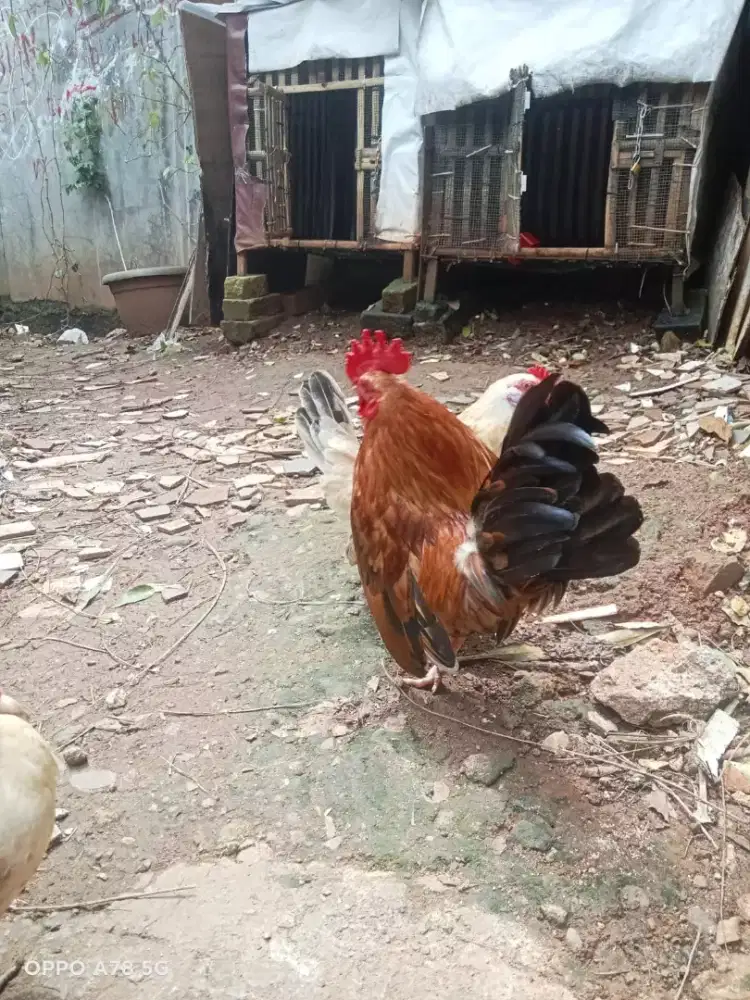 dijual ayam kate ada 4 ekor masih muda