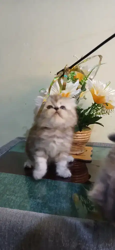 Kitten betina ras campuran peaknose dan persia