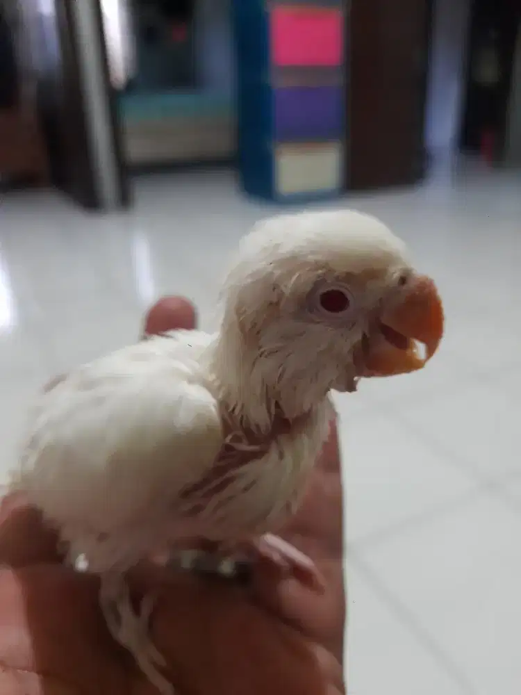 Anakan love bird Albino mm