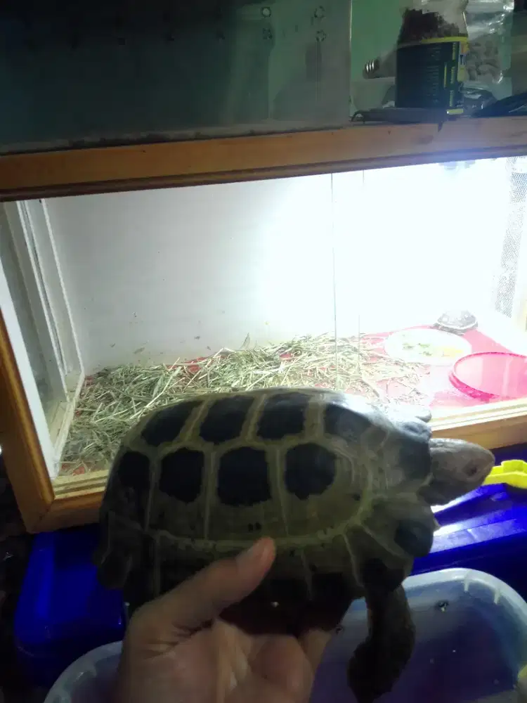 kura darat torto 22cm bukan sulcata atau redfoot