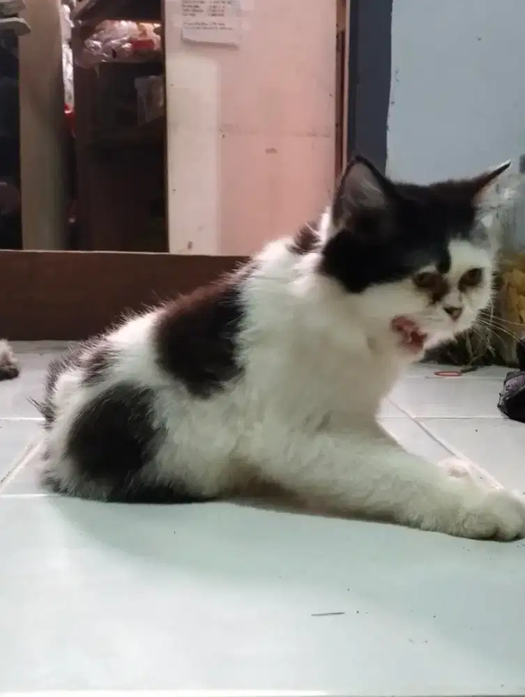 Kucing Persia Peaknose Longhair