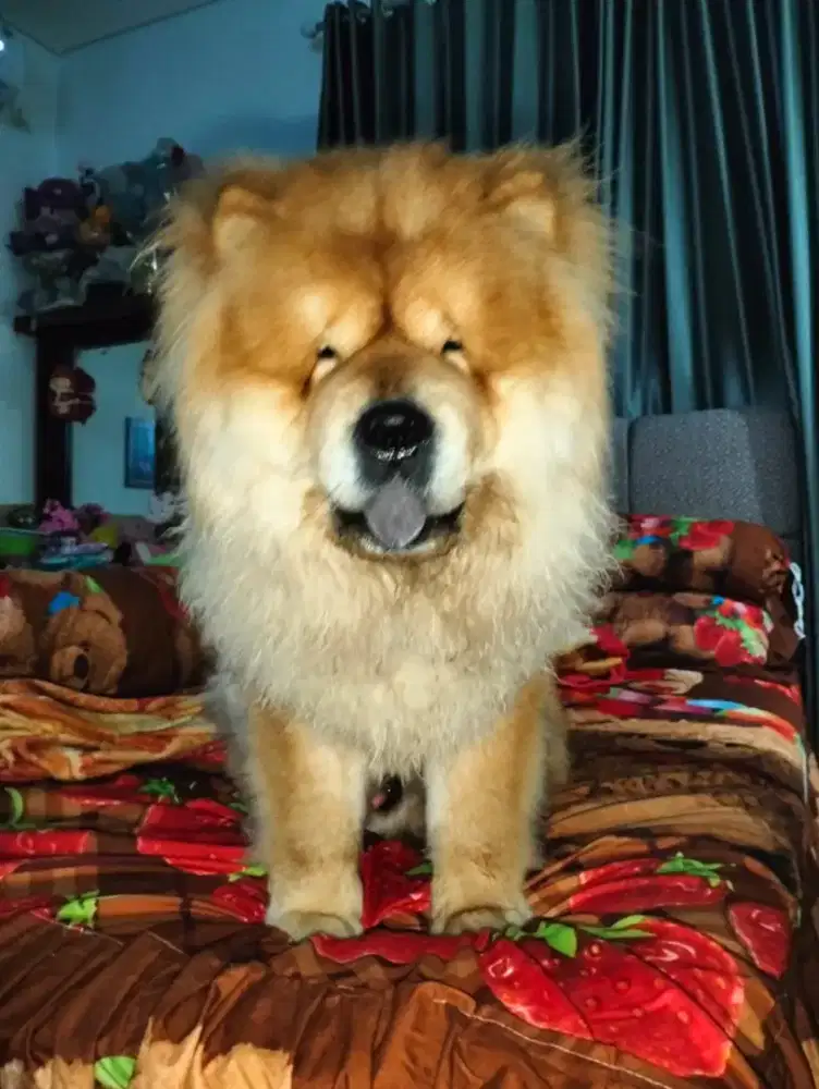 jual anjing chow chow