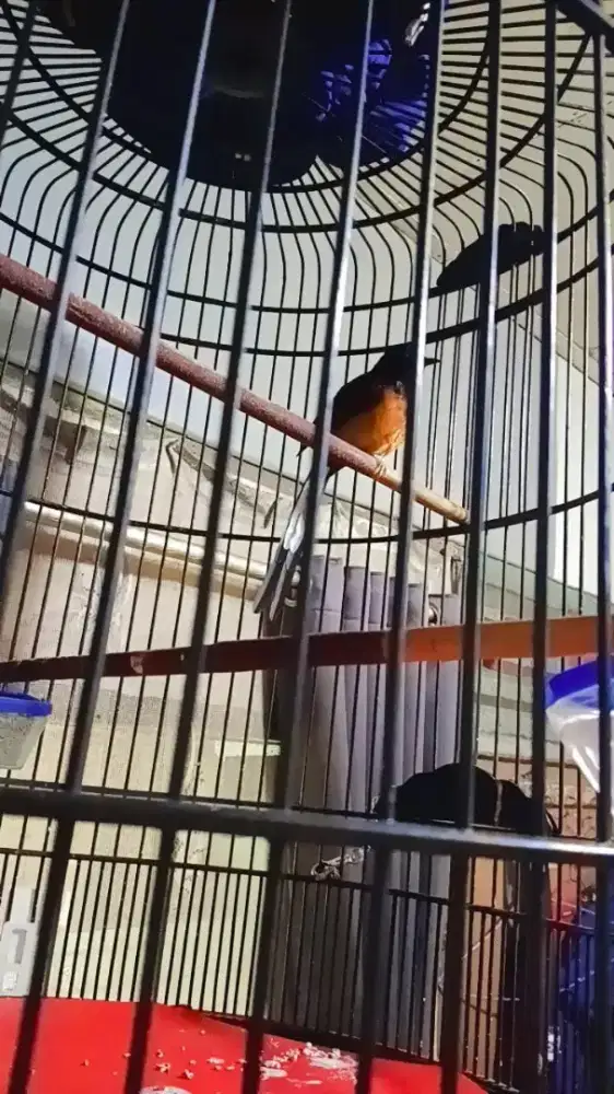 Murai pastol ternakan