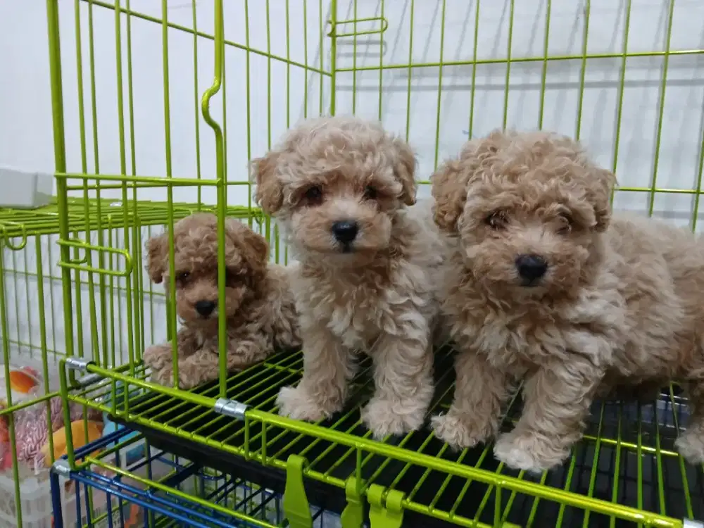 ANAKAN POODLE SUPER KECIL GEMES