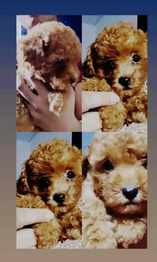 Dijual anjing poodle anak puppy puppies jakarta