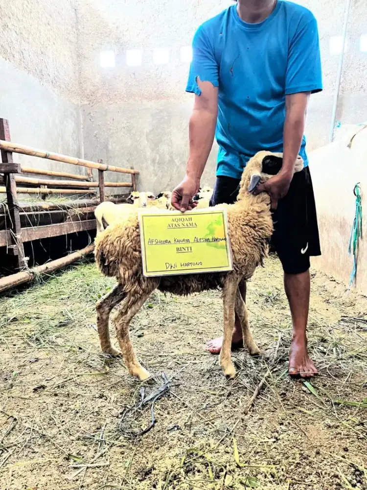Kambing aqiqah gratis biaya potong