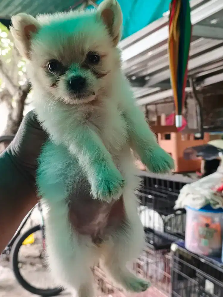 Minipom mix body kecil bulu lebat