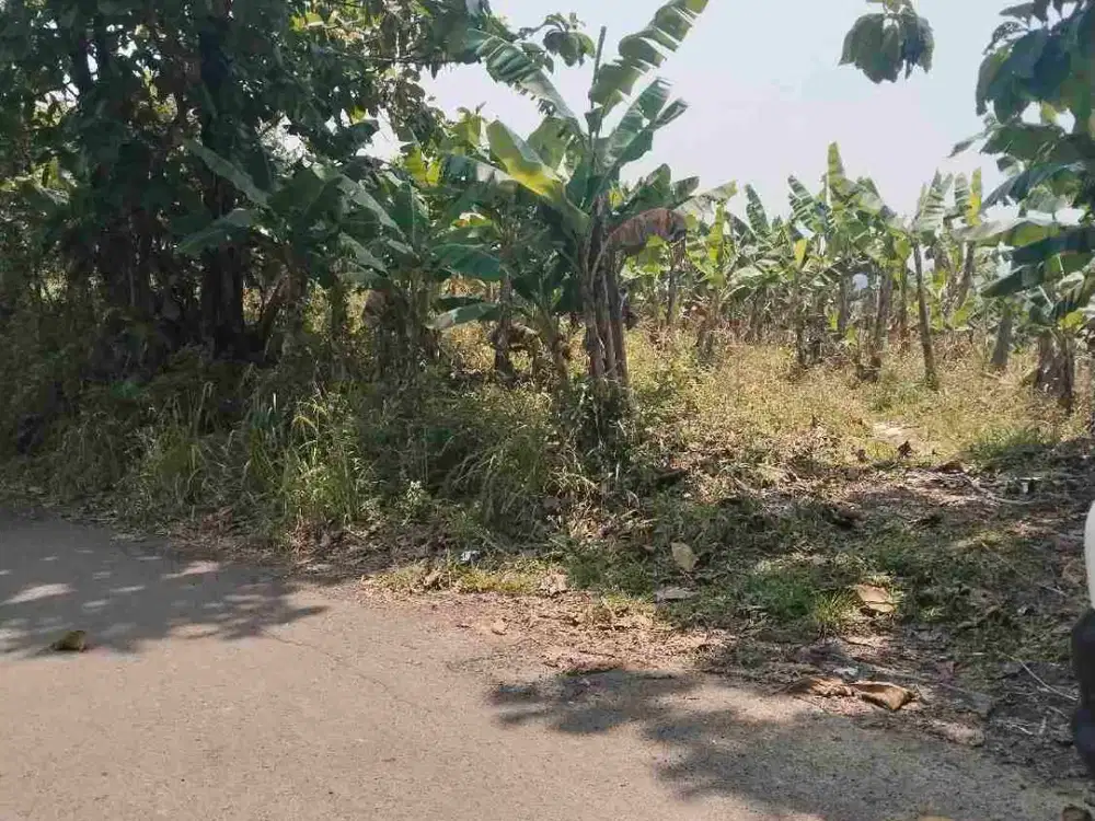 jual tanah murah SHM LT 3h pinggir jln kabupaten