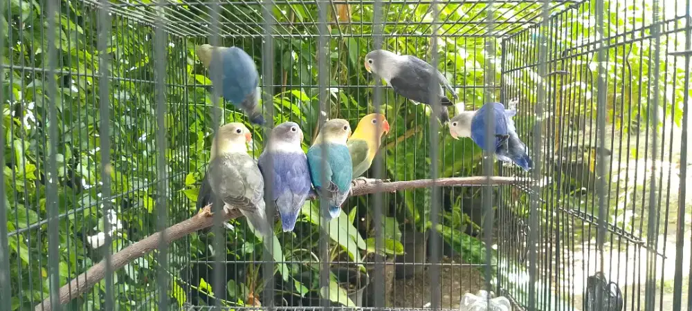 Burung lovebird borongan indukan