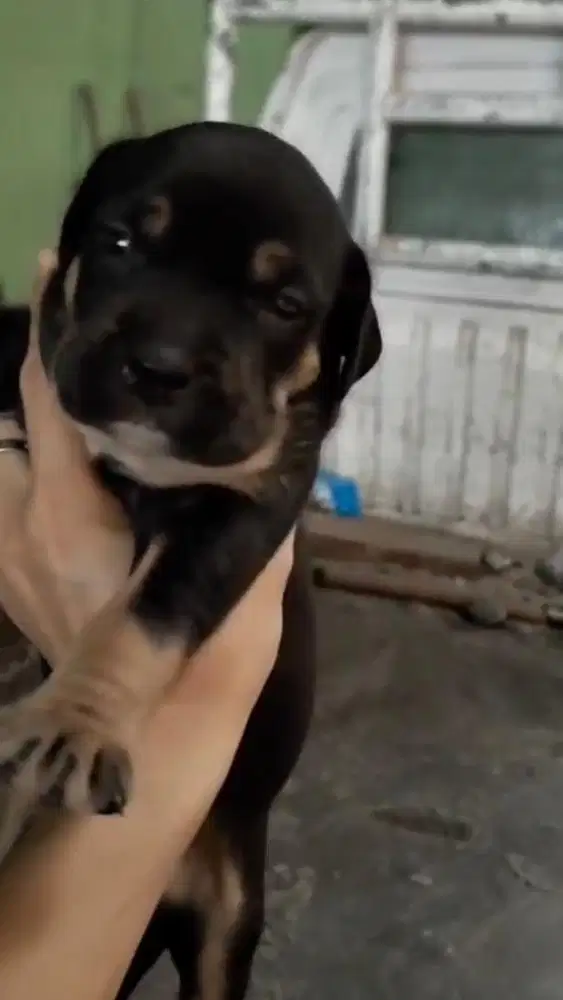 Anakan Pitbull 1 bulanan