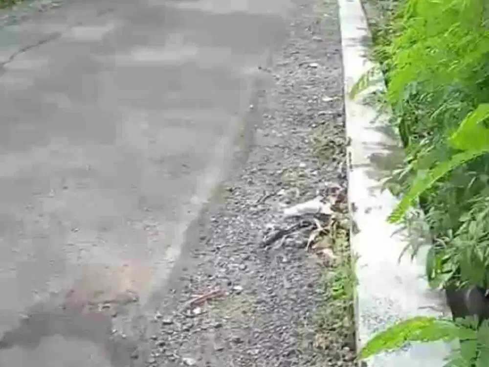 Pekarangan 1.475m² muka 37m jalan aspal 5m , 10 mnt pasar baturetno Wonogiri