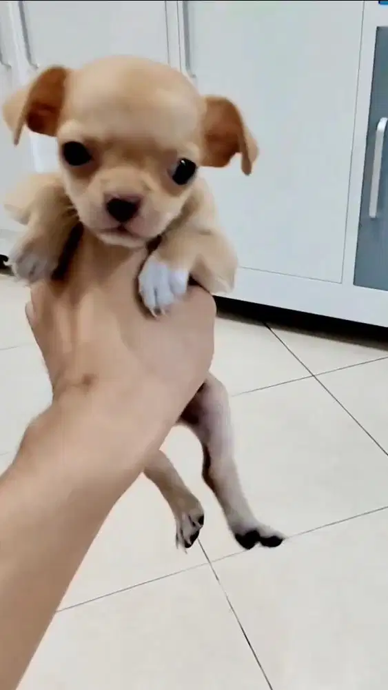 Anakan chihuahua 1 bulanan